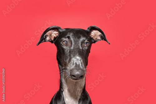 Portrait sad, serious or worried greyhound dog expression. Isolated on red, magenta background