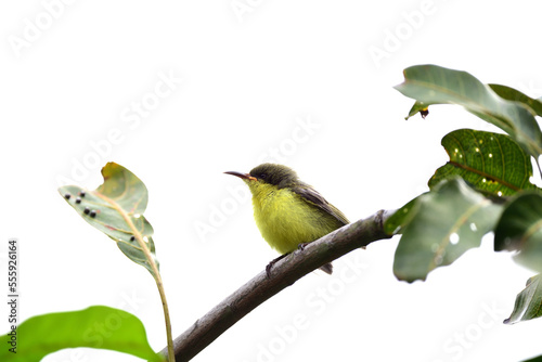 Juvenile Olive - backed Sunbird