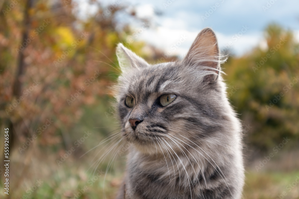 Fluffy gray cat outdoors in autumn forest with cloudy sky. Cat portrait in nature with selective focus, blurred background
