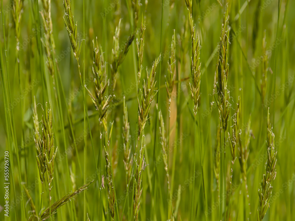 Nature background of green flowering wild grass in a field, selective focus - Poaceae 