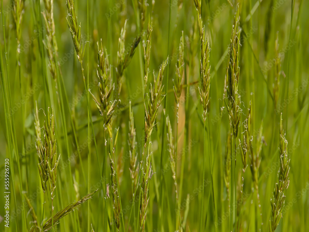 Nature background of green flowering wild grass in a field, selective focus - Poaceae Nature background of green flowering wild grass in a field, selective focus - Poaceae
