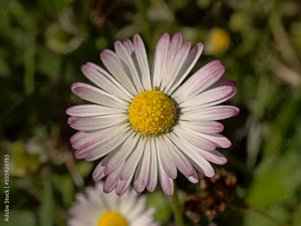 Beautiful daisy flower with yellow hart and wite and pink petals, overhead view - Bellis perennis Beautiful daisy flower with yellow hart and wite and pink petals, overhead view - Bellis perennis