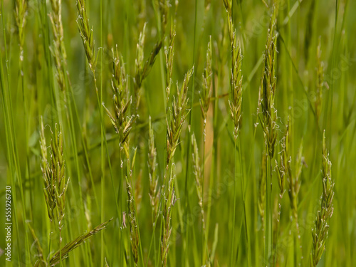 Nature background of green flowering wild grass in a field, selective focus - Poaceae 