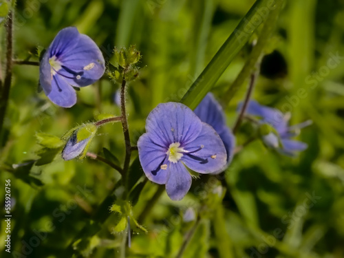 Bright purple germander speedwell flowers, selective focus on a green bokeh background - Veronica chamaedrys 