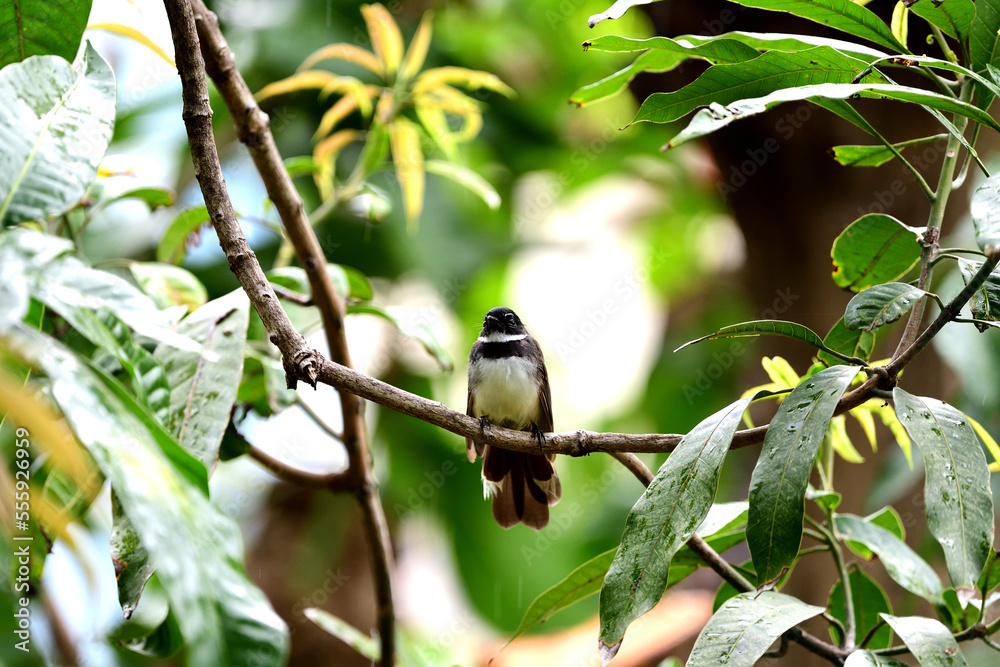 Sunda Pied Fantail Sunda Pied Fantail