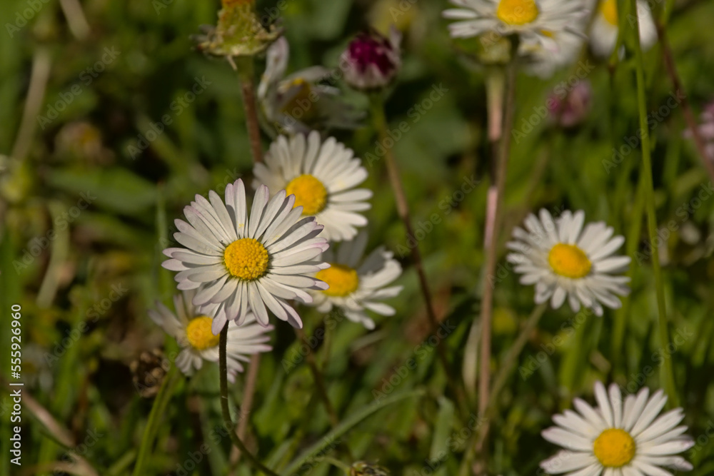 white and yellow daisies in between green grass in a sunny wildflower meadow, selective focus with bokeh background - Bellis perennis white and yellow daisies in between green grass in a sunny wildflower meadow, selective focus with bokeh background - Bellis perennis