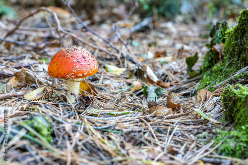 Fliegenpilz im Wald