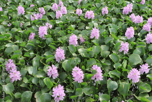 Closeup of Flowering Water Hyacinth (Eichhornia crassipes). Hyacinth flowers that bloom together Grows above the water surface and forms colonies. flower pattern background 
 photo