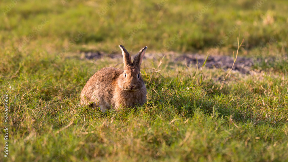 Adorable and cute new born rabbit. baby cute rabbit or new born adorable bunny. Easter Bunny. Adorable and cute new born rabbit. baby cute rabbit or new born adorable bunny. Easter Bunny.