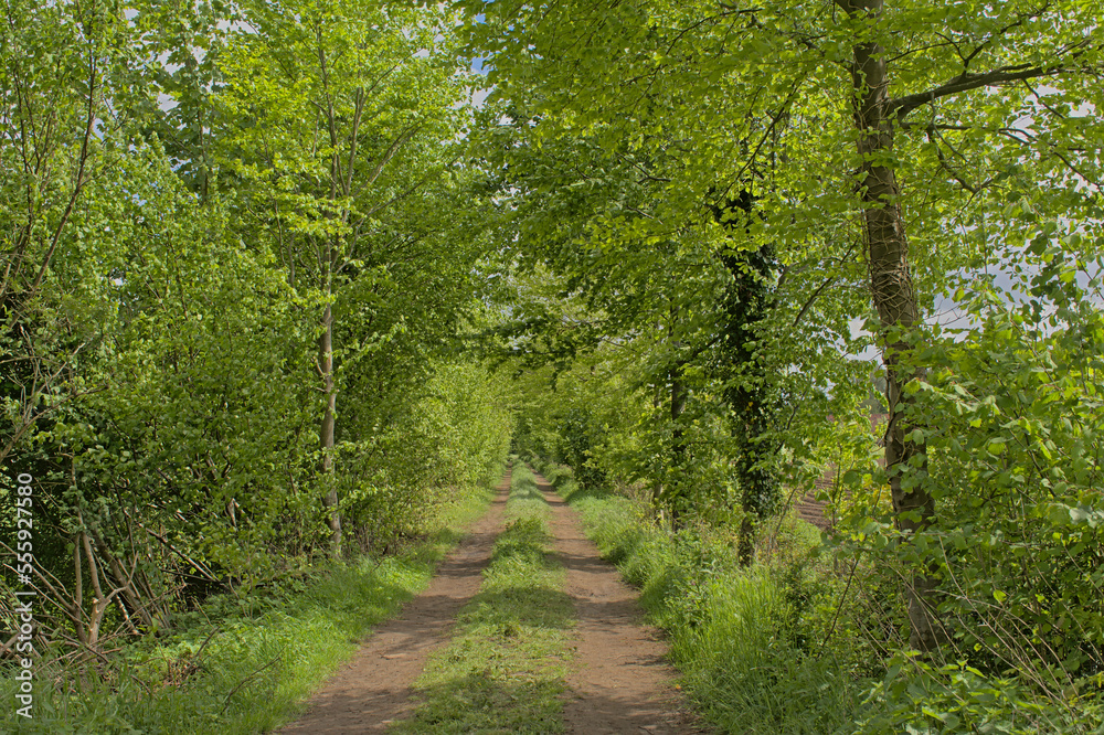 Obraz premium Dirtroad through a lush green spring forest in Vinderhoutse bossen nature reserve near Ghent, Flanders, Belgium 