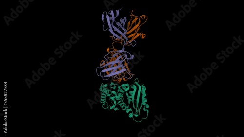 Crystal structure of CD38 (green) with a novel CD38-targeting antibody SAR650984 (isatuximab). Animated 3D cartoon and Gaussian surface models, PDB 4cmh, black background photo