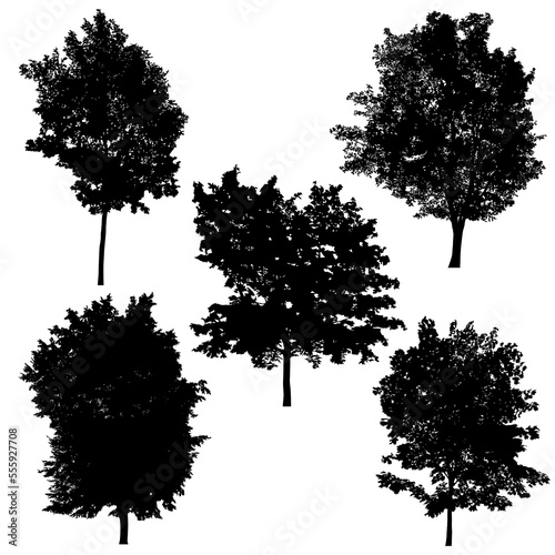 Set of silhouettes of trees on white background. 