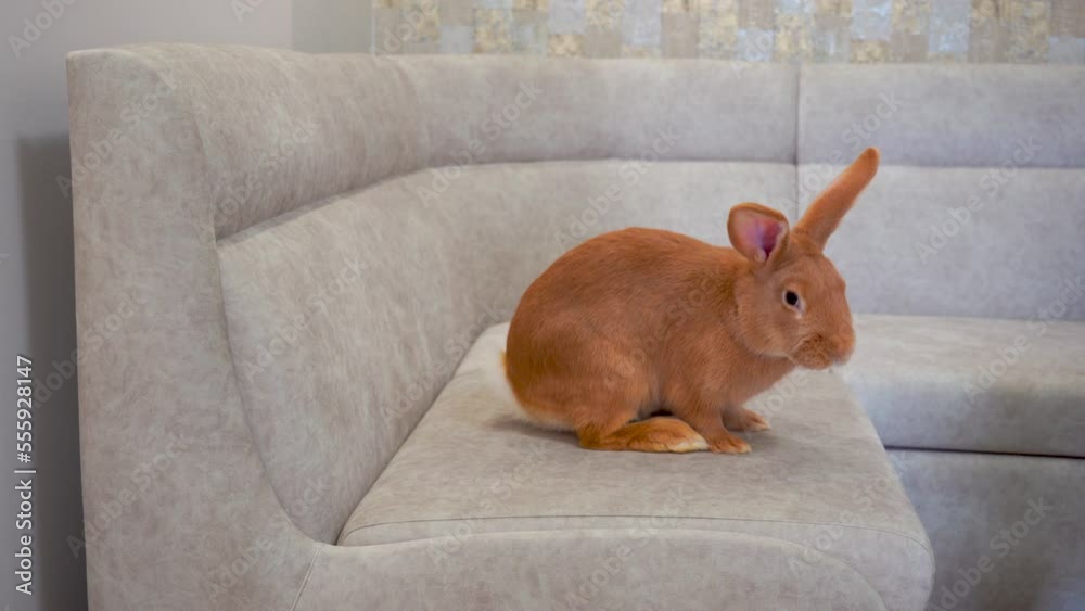 beautiful rabbit in the house,a fluffy rabbit is playing on the sofa in the living room