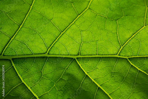 Green leaf vein close up
