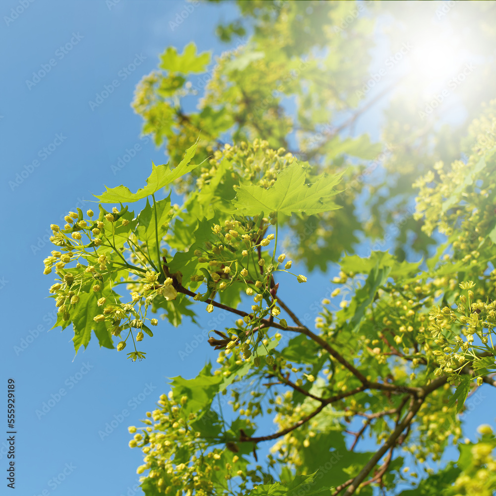Blütenstand und junge grüne Blätter eines Spitzahorn Acer platanoides