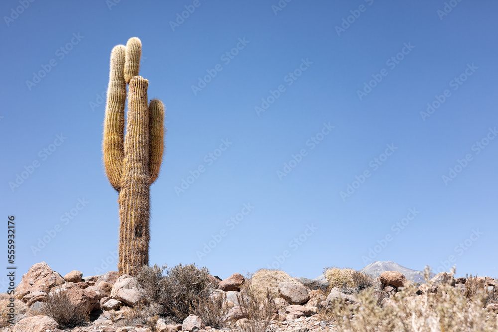Cactus in the Atacama desert