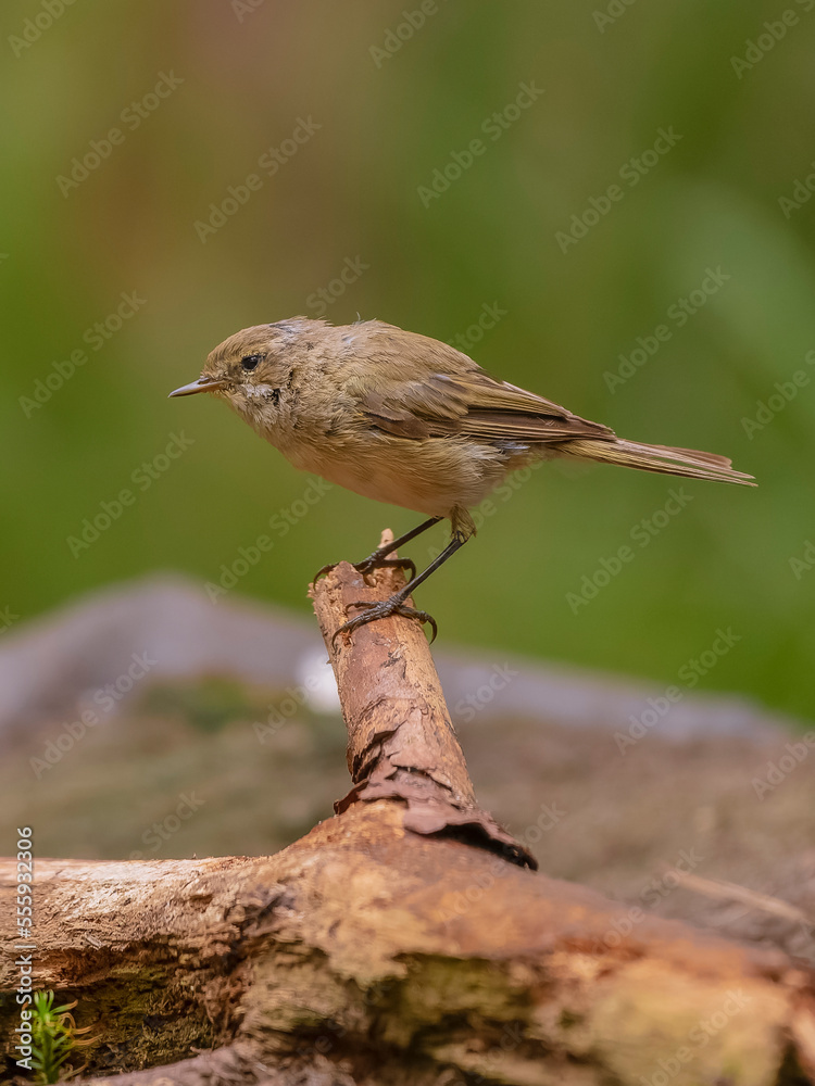 Fototapeta premium Pouillot