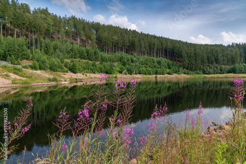 ake, platinum. Coniferous forest in the background. In the foreground are pink flowers. Fireweed. Blue sky. Summer sunny day. Nature. Germany. Klingerberg © Alexander