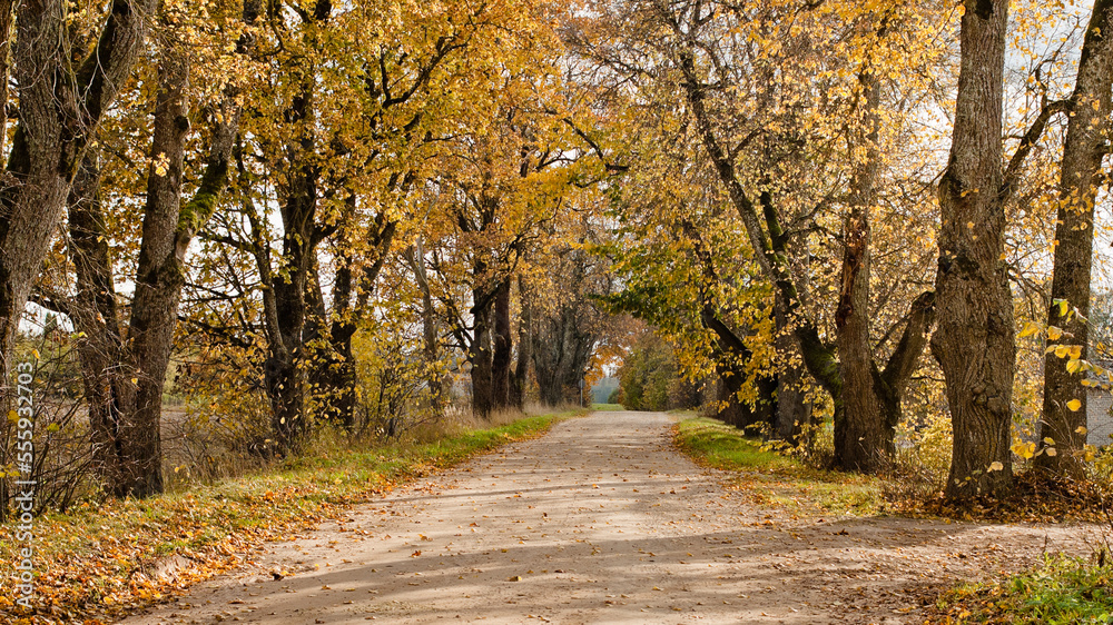 Fototapeta premium rural road in autumn,autumn landscape in the photo, an alley of trees with crumbling leaves