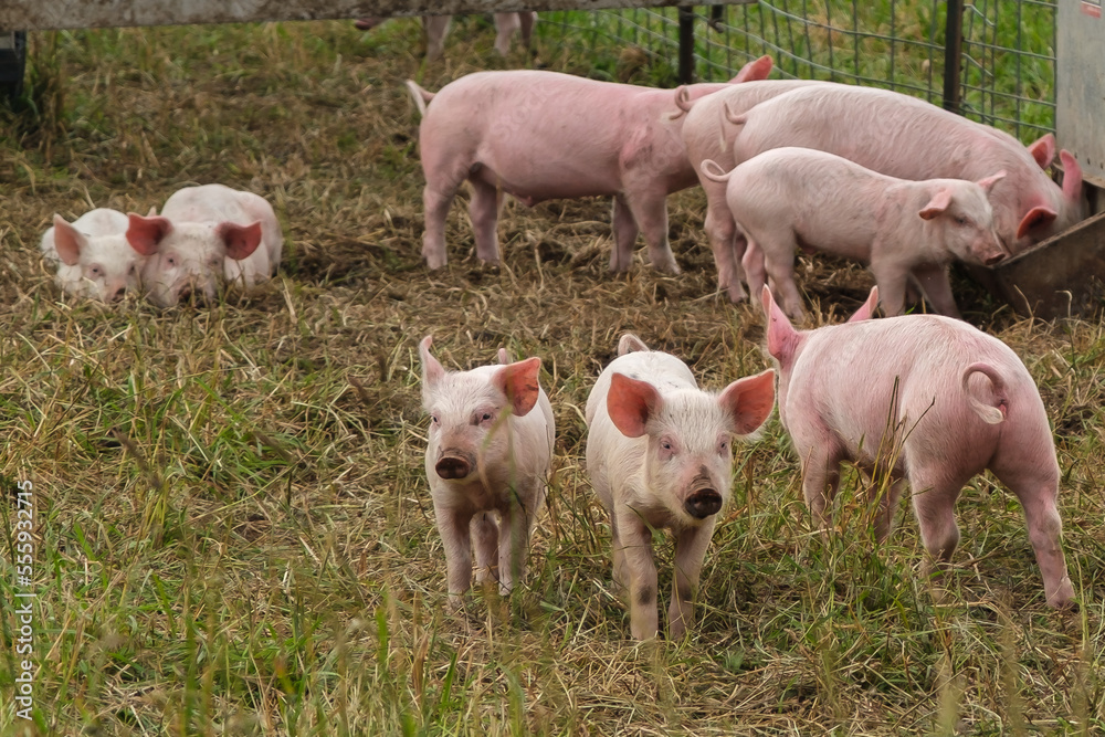 Pink young pigs and piglets graze, trot and feed on a grassy pen Pink young pigs and piglets graze, trot and feed on a grassy pen