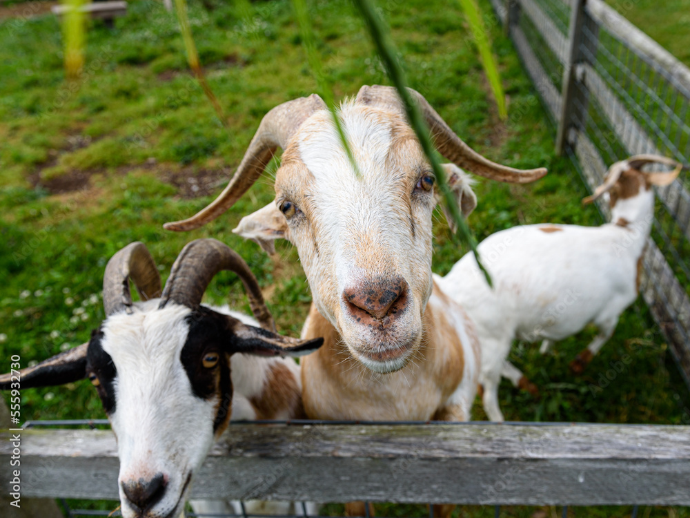 Cute farm goats greet visitors along the fenced in pen Cute farm goats greet visitors along the fenced in pen