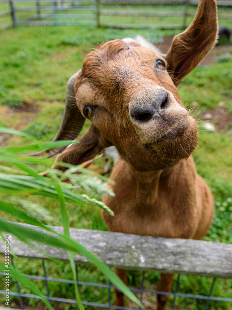 A cute farm goat greet visitors along the fenced in pen A cute farm goat greet visitors along the fenced in pen