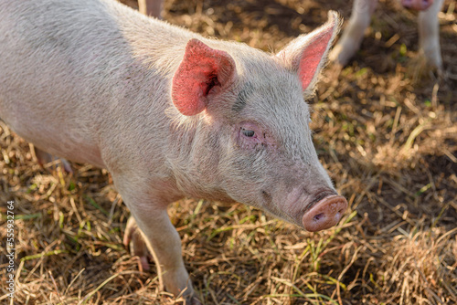 Close up of a pink juvinile pig on a farm