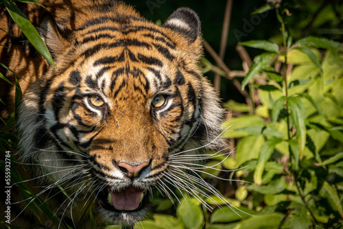 close-up of a tiger walking through the jungle