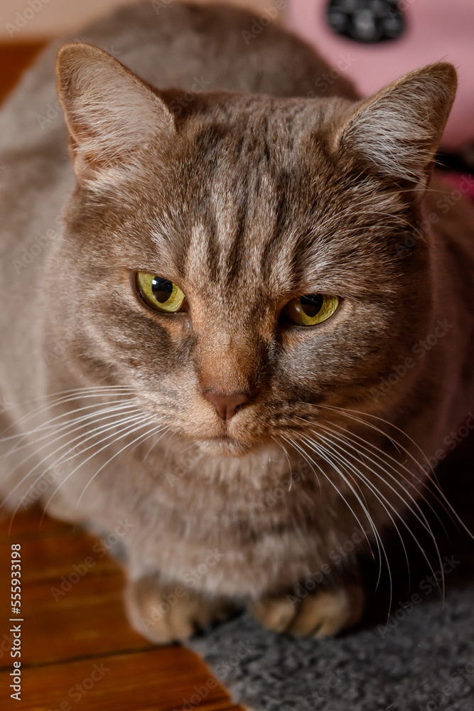 Grey cat at home.