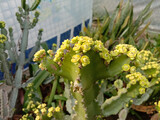 euphorbia cactus with yellow flower