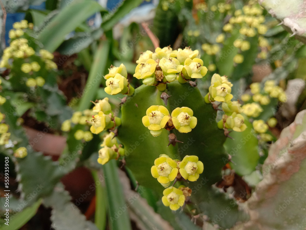 euphorbia cactus with yellow flower euphorbia cactus with yellow flower
