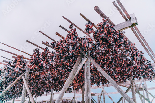 Air drying of salmon on a wooden structure in the Scandinavian winter. Traditional way of preparing and drying fish in Scandinavian countries photo