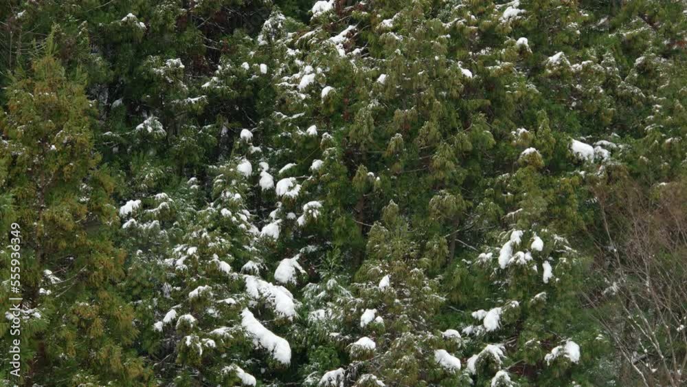 【冬】雪が降る冬の森の風景 スローモーション
【冬】雪が降る冬の森の風景 スローモーション