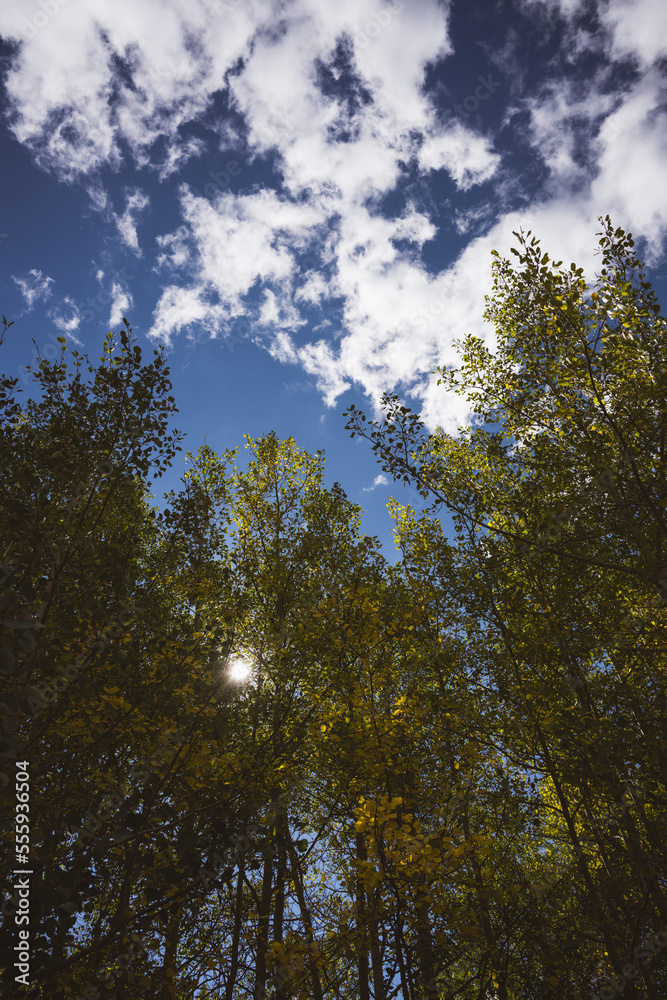 Sunlight filtering through the bright yellow aspen trees