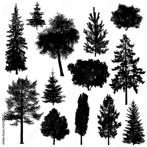 Set of silhouettes of deciduous and coniferous trees on white background.