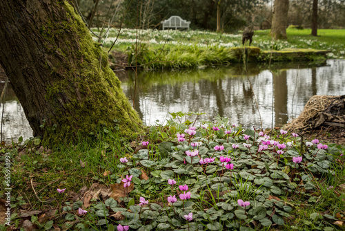 Pink flowering cyclamen plants blooming next to a stream