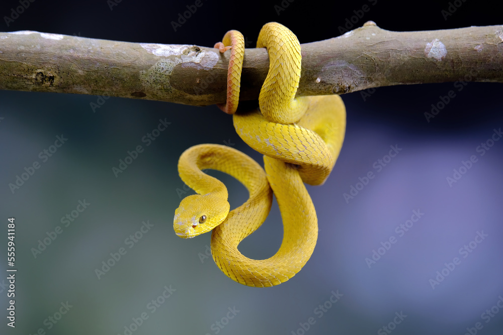 Obraz premium snake on branch