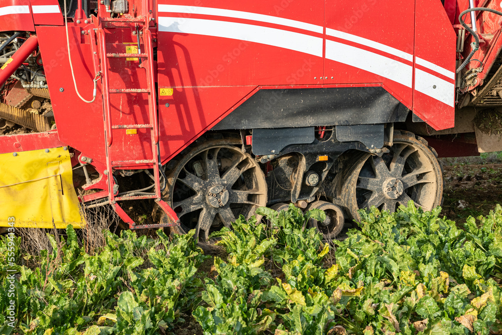 Arrachage de betterave. Arracheuse à chenilles Grimme Maxtron pour utilisation sur champ pentus et gras Arrachage de betterave. Arracheuse à chenilles Grimme Maxtron pour utilisation sur champ pentus et gras