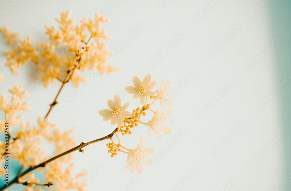 background with flowers,minimalist flowers and background background with flowers,minimalist flowers and background