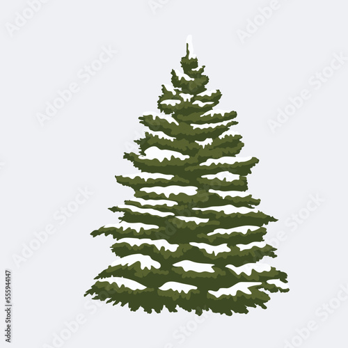 Silhouette of pine tree or fir tree.