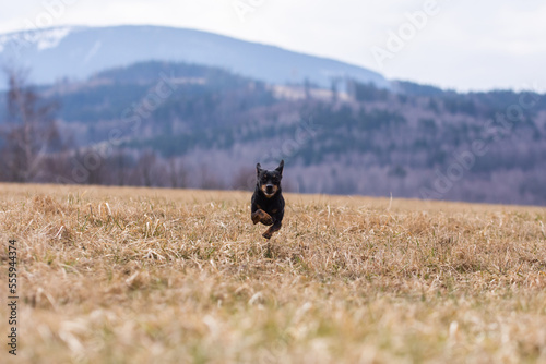 Front view of a running ratter dog on meadow.