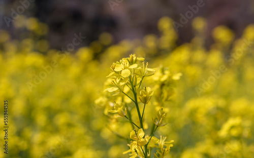 Closeup of Mustard Flowers on Its Plant with Selective Focus in Mustard Field with Copy Space
