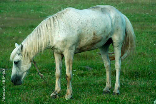 A white horse in a pasture eats green grass. A horse walks on a green meadow during sunset. Livestock farm, meat and milk production.