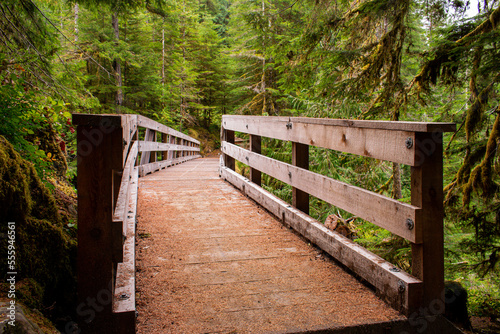 Bridge in the forest