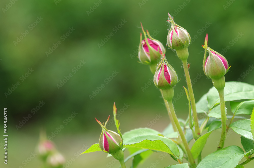 pink rose buds on green bokeh background pink rose buds on green bokeh background