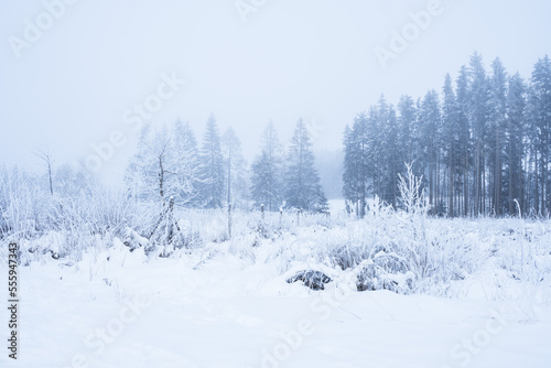 Spruce forest in winter covered in snow and frost