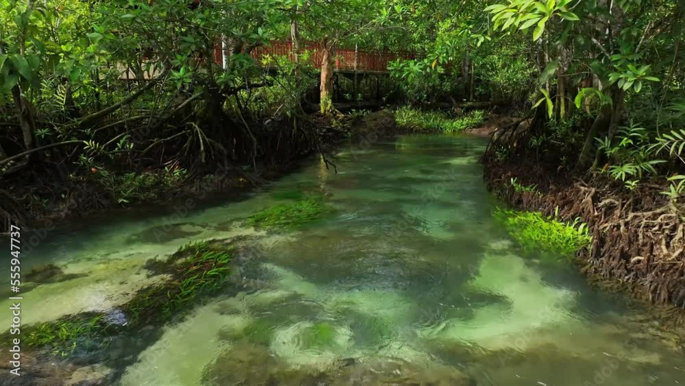 Aerial view drone flying through mangrove forest with clear water stream canal Aerial view drone flying through mangrove forest with clear water stream canal