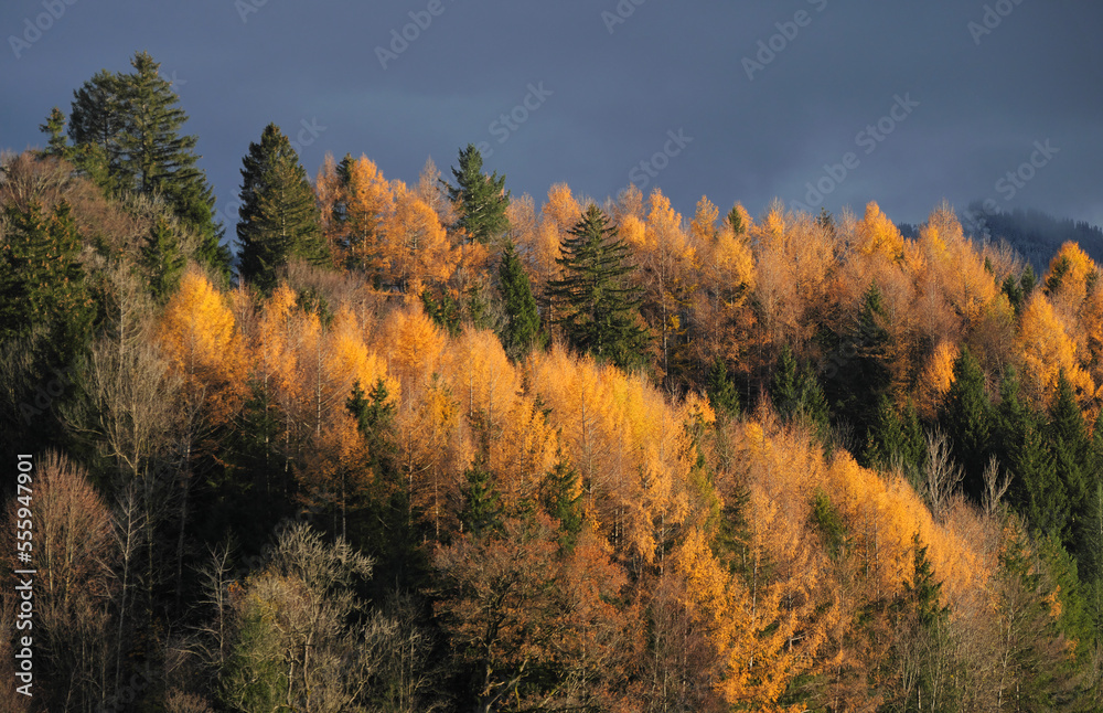Fototapeta premium Lärchengold bei Altstädten im Allgäu.