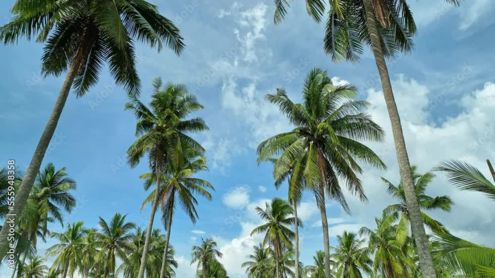 Aerial view drone flying through coconut palm trees with blue sky background Aerial view drone flying through coconut palm trees with blue sky background