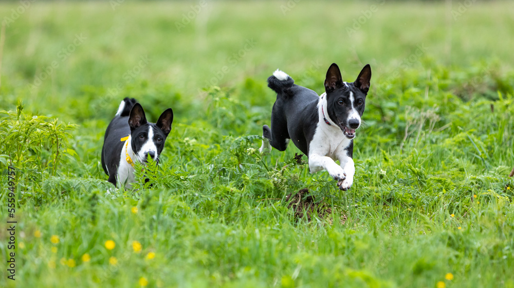 2 black and white Basenji dogs jumping over tall grass in a green field 2 black and white Basenji dogs jumping over tall grass in a green field